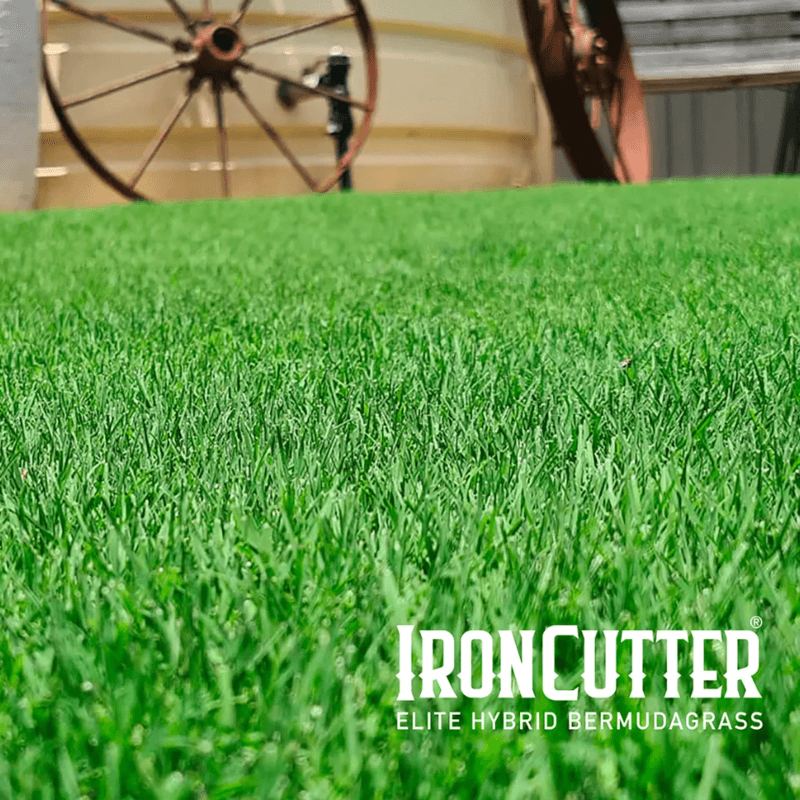 Thumbnail IronCutter Elite Hybrid BermudaGrass Thumbnail IronCutter Elite Hybrid BermudaGrass